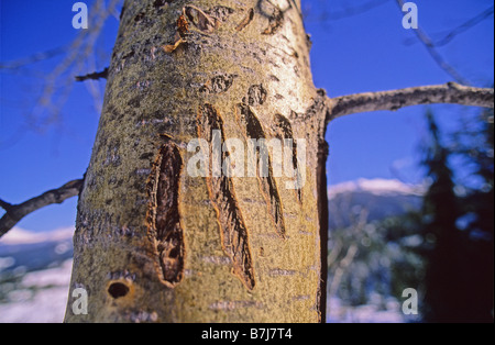 Marques de griffes d'ours grizzli sur arbre, Whistler Mountain Banque D'Images