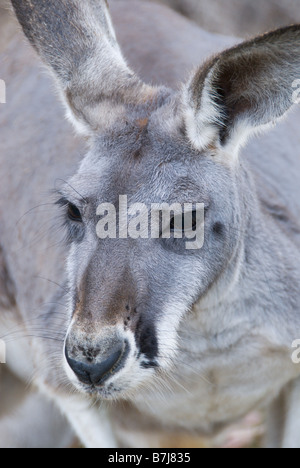Détail de la face d'un western grey kangaroo à Cleland Wildlife Park Adelaide (Australie) Banque D'Images