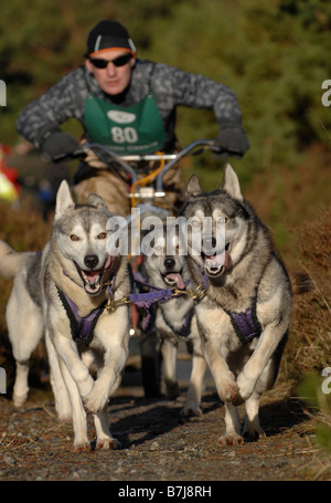 Un concurrent dans un traîneau à chien Husky Sibérien concours tenu dans les Highlands écossais Banque D'Images