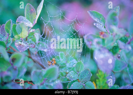 Tôt le matin la rosée humecte spider web sur bush de bleuets sauvages, Whistler, C.-B. Banque D'Images