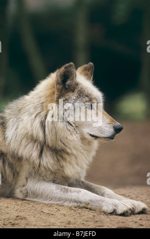 Le loup de la vallée du Mackenzie - portrait / Canis lupus occidentalis Banque D'Images