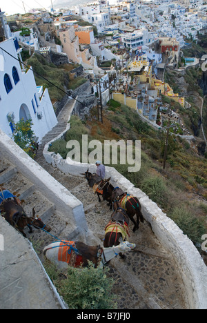Grèce, Santorin, Fira. Les ânes en ordre décroissant d'un chemin vers un port en dessous de la falaise, ville de Fira, Santorini, Banque D'Images