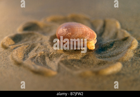 Scrobicularia plana; couche de sable, Sefton Coast, Angleterre Banque D'Images