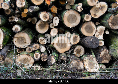 Un tas d'arbres récemment abattus dans le Worcestershire. En raison de la crise du crédit plus de gens utilisent des poêles à bois et de brûleurs Banque D'Images