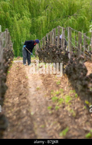 Travail du sol dans le vignoble chateau d'Yquem sauternes bordeaux france Banque D'Images