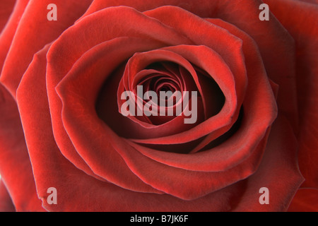 Détail de Rose Rouge Banque D'Images