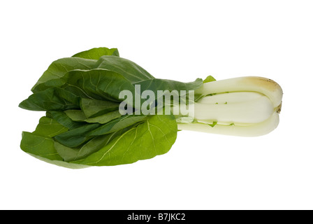 Fresh pak Choy isolé sur fond blanc Banque D'Images