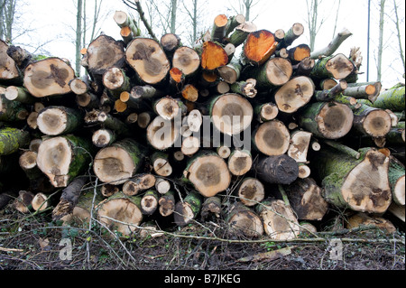 Un tas d'arbres récemment abattus dans le Worcestershire. En raison de la crise du crédit plus de gens utilisent des poêles à bois et de brûleurs Banque D'Images