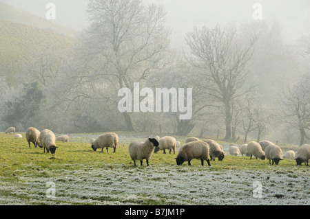 Moutons dans un paysage Cotswold après un Givre Banque D'Images