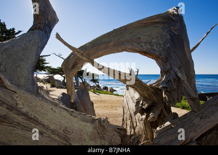 Morts et arbres noueux cyprès de la ligne de rivage à Pescadero Point, plage de galets, péninsule de Monterey, Californie, États-Unis. Banque D'Images