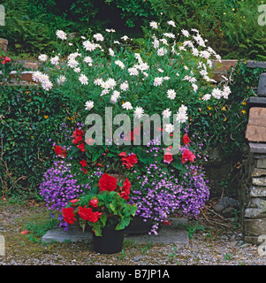 Rouge Blanc et bleu de fleurs dans un demi-baril le semoir Banque D'Images