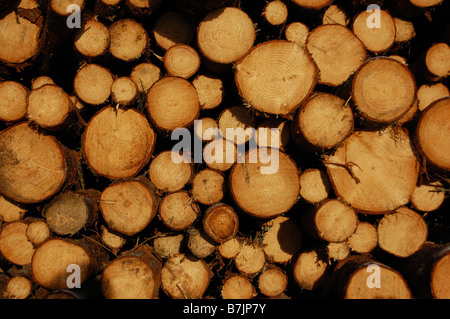 Les pieux en bois en Suède Banque D'Images