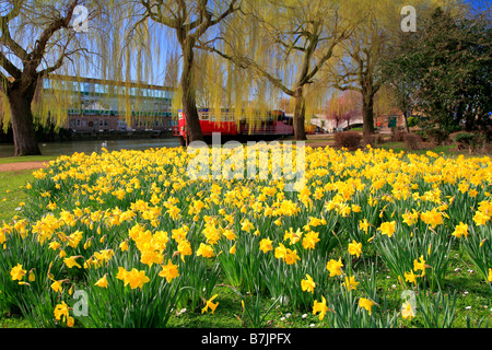 Printemps jonquilles dans le jardin de l'espoir du remblai de la rivière Nene Ville Peterborough Cambridgeshire County Angleterre Grande-bretagne UK Banque D'Images