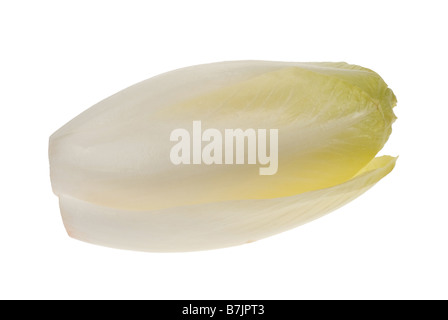 Endives fraîches isolées sur fond blanc Cichorium endivia Banque D'Images