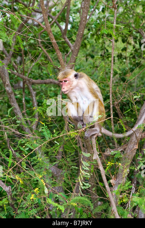 Un singe macaque Tocque dans un arbre (Dambulla, Sri Lanka) Banque D'Images