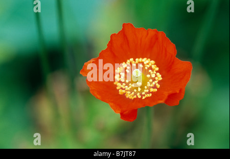 Meconopsis cambrica var. Aurantiaca. Coquelicot orange, Angleterre Banque D'Images