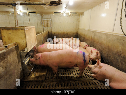 La prospérité de l'élevage de porcs dans le sud de l'Ontario, Canada Banque D'Images