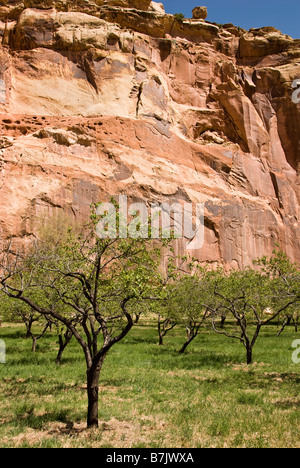 Verger et de falaises de grès, Fruita quartier historique, Capitol Reef National Park, en Utah. Banque D'Images