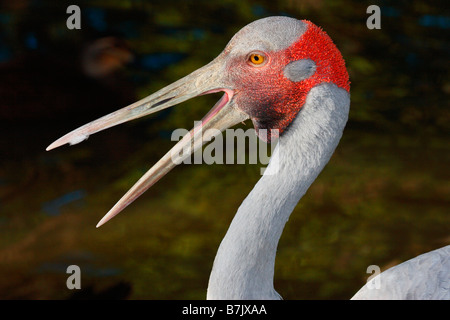 Brolga Grus rubicunda Banque D'Images