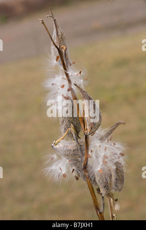 Asclepias purpurascens Asclépiade pourpre gousses séchées et graines libérant éclatement Banque D'Images