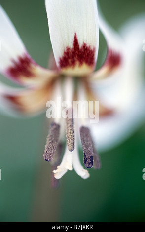 Erythronium dens-canis 'Snowflake' Banque D'Images