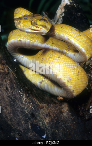 Amazon Tree Boa jaune (Corallus enydris enydris) Banque D'Images