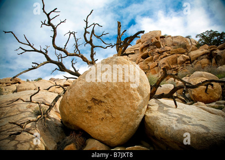 Arbre mort dans les roches Banque D'Images