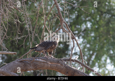 Aigle bateleur immature Banque D'Images