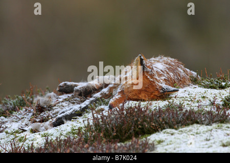 Le Renard roux Vulpes vulpes carcasse couchée sur le flanc d'une montagne dans la neige en hiver Banque D'Images