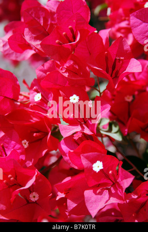 Bougainvillea spectabilis fleurs rose Banque D'Images