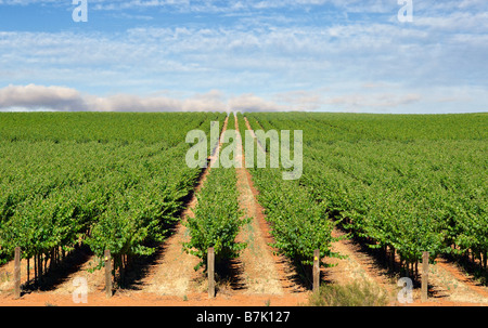 Grande image d'une ferme dans la vallée de Barossa avec wine grapes growing in rows Banque D'Images