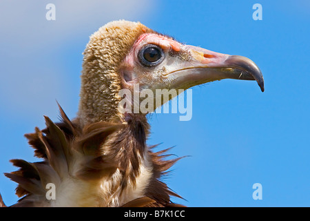 Hooded Vulture Necrosyrtes monachus Banque D'Images