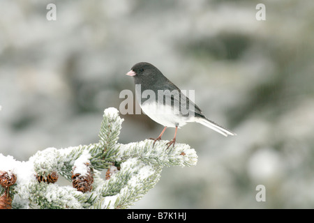 Junco ardoisé sombre dans la neige couverts Spruc Banque D'Images