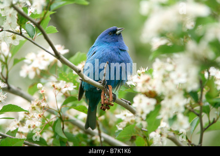 Passerin indigo perché dans les fleurs d'aubépine Banque D'Images