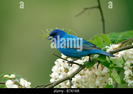 Passerin indigo perché à Locust Tree Blossoms Banque D'Images