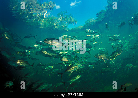 Jack crevalle Caranx hippos Homosassa River en Floride Banque D'Images