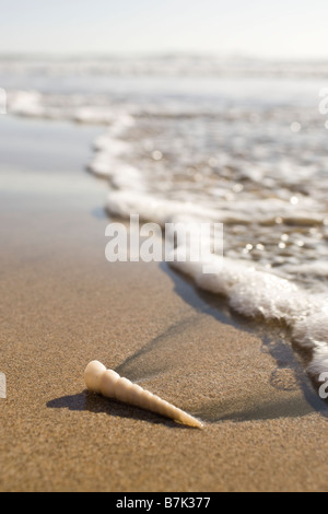 Une tour shell (Turritella sp.) le long de la côte du Pacifique de la Parque Nacional Marino Las Baulas à Playa Grande, le Costa Rica. Banque D'Images