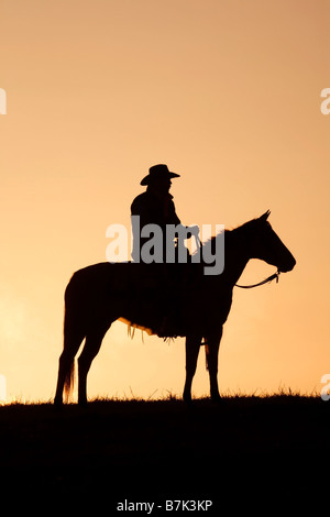 Cow-boy à cheval en début de matinée avant le lever du soleil Banque D'Images