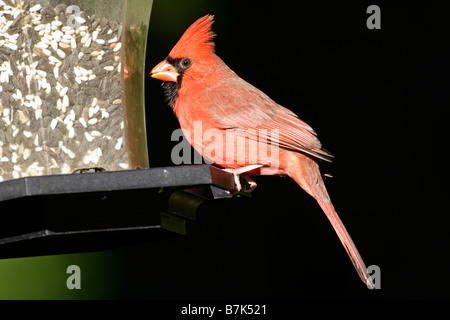 Mâles du Cardinal à convoyeur de jardin Banque D'Images