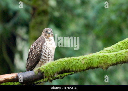 Un Red-Tailed Hawk (Buteo jamaicensis) est assis sur une branche, parc provincial Goldstream près de Victoria, BC, Canada Banque D'Images