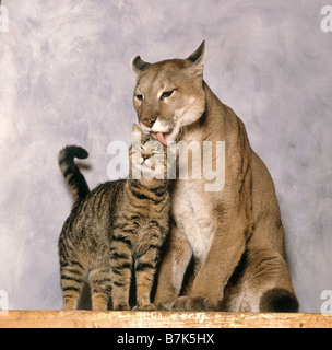 acheter un puma domestique acheter un puma domestique
