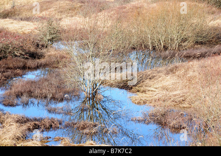 Réserve naturelle nationale de Kenfig Glamorgan Wales Banque D'Images