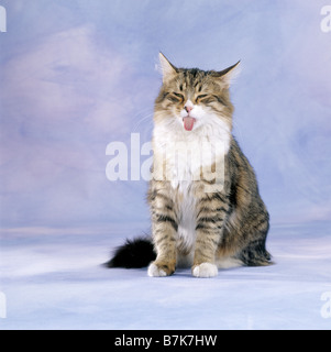 Chat domestique - sitting sticking out tongue Banque D'Images