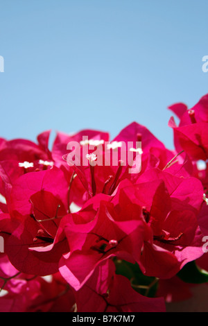 Bougainvillea spectabilis rose contre un ciel bleu Banque D'Images