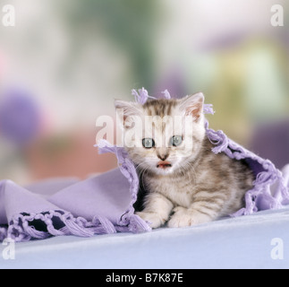 Chat British Shorthair chaton sous couverture Banque D'Images