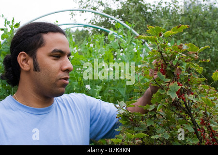 Étudiant en agriculture de la vérification d'une usine de fruits sauvages, plantes de pois en arrière-plan Banque D'Images