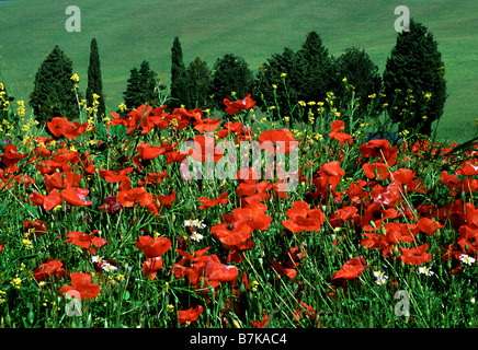 Un champ de coquelicots et de Cyprès en Toscane, Italie Banque D'Images