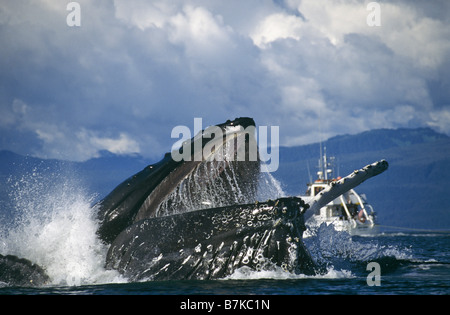 Bubblenet Baleine à bosse, l'alimentation, au sud-est du détroit de Chatham. Alaska Banque D'Images