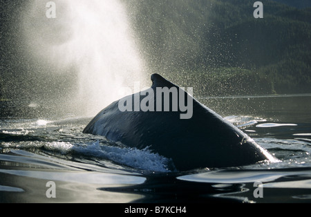 Humpback Whale surfacing et soufflage, Tenakee Inlet, le sud-est de l'Alaska Banque D'Images