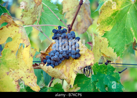 Grappe de raisins prête à être cueillie dans le Chianti Italie Banque D'Images